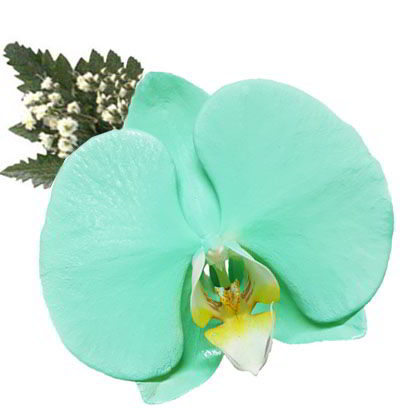 Orquídea Verde Esmeralda